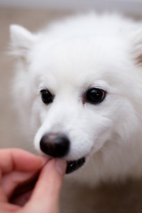 Fototapeta premium Small, cute, white dog (Japanese Spitz) taking treats from hand.