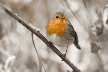 european robin on a branch in winter