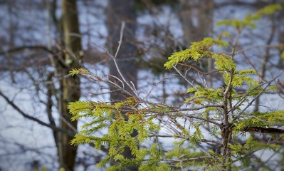 Winter