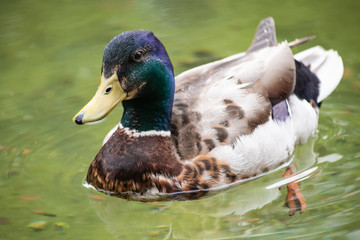 Colored duck male on green water