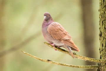 brown pigeon sitting on a branch