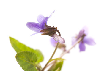 Japanese violet (Viola japonica) 'kosumire'