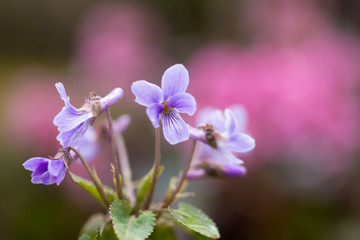 Japanese violet (Viola japonica) 'kosumire'