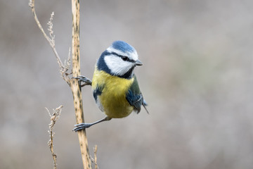 blue tit hanging on a branch