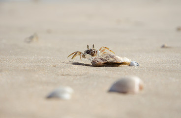 A small sand crab sits on a small stone on the sand of a sea beach. Close-up. In the foreground are seashells. Sunny day.