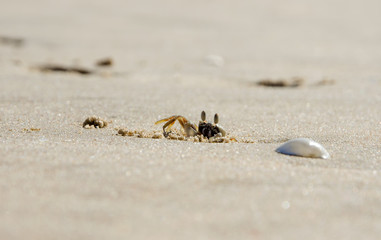 A small sand crab climbs out of a hole in the sand of a sea beach. Close-up. In the foreground is a shell. Sunny day.