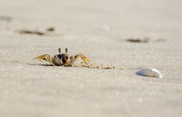 A small sand crab digs a hole in the sand of a sea beach. Close-up. In the foreground is a shell. Sunny day.