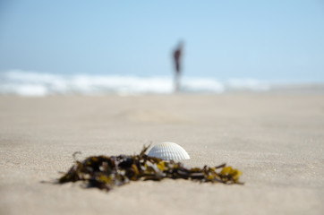 A small sea shell with a piece of algae lies on the sand of the beach against the background of the sea. Close-up. Sunny day. In the background, a person is walking outside the sharpness zone.