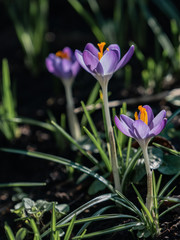 Crocus in sun