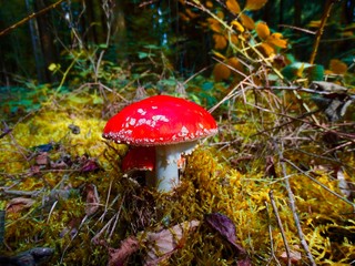 Mushroom