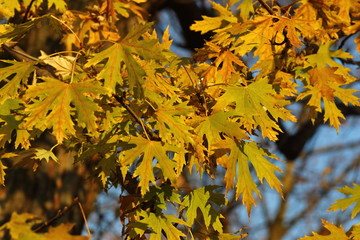 Palmate-shaped leaves of a maple (Acer saccharinum)