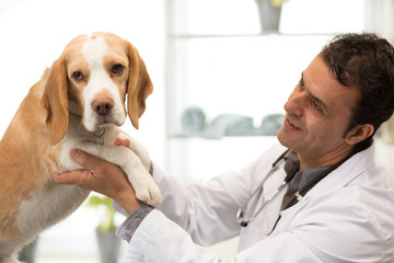 Horizontal shot of a cheerful mature Hisoanic male veterinarian smiling joyfully holding cute beagle puppy while working at his medical office. Medicine, pets, care, health, vetrinary, domestic
