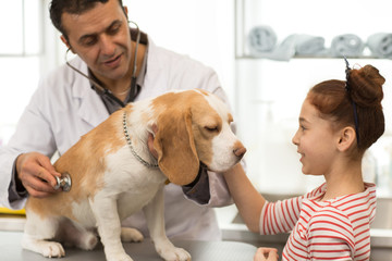Adorable little girl petting her beagle dog while professional veterinarian examining it with a...