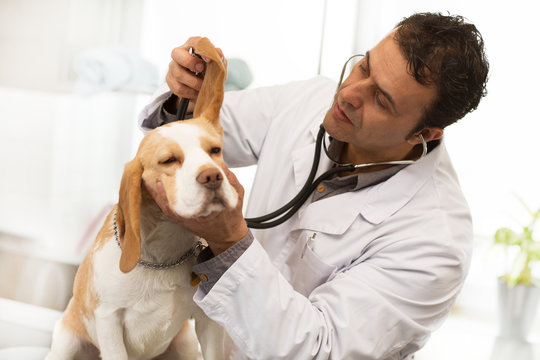 Portrait of a mature male Hispanic veterinarian checking ears of a dog during medical appointment. Handsome professional vet examining adorable beagle canine working at his office.