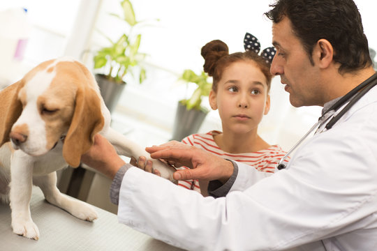 Shot of s cute little girl talking to the professional vet while he is examining her dog. Mature male veterinarian explaining someting to a little girl while checking up her adorable beagle puppy