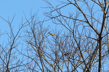 Female common sparrow among the bare branches