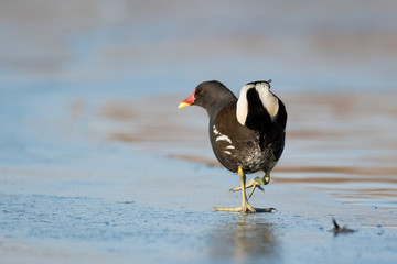 moorhen on ice