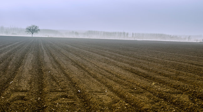 Sunrise in the countryside and massif of poplars in the background.