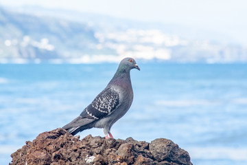 Pigeon on the rock by the sea