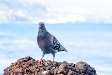 Pigeon on the rock by the sea