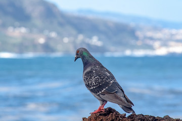 Pigeon on the rock by the sea