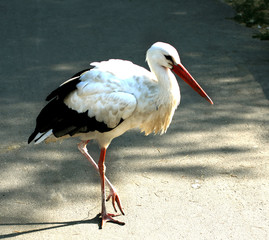 A stork standing on one leg. bird.