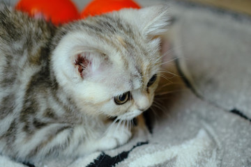 Scottish  straight kitten looks  away at home. Striped kitten with green eyes.