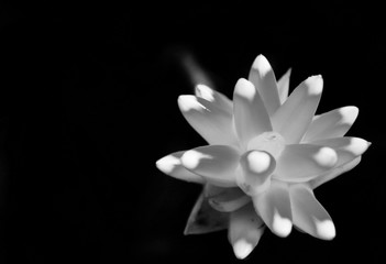 A macro photo of a flower with pointy petals and coloured tips in black and white