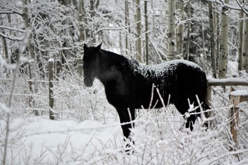Black Beauty