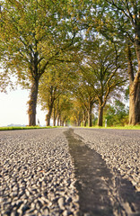 On the asphalt road with old trees. Beautiful avenue in Mecklenburg Vorpommern.