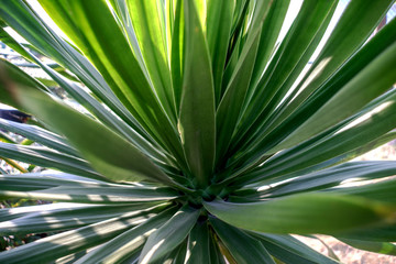 Fototapeta premium Green leaf texture. Leaf texture background