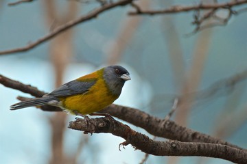 Sierra finch found in Los Glaciares National Park in Argentina