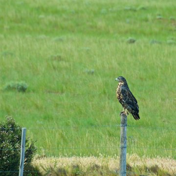 Black-chested buzzard-eagle perching on the pole in Argentina