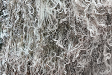 Highly detailed background texture of gray fur made of synthetic animal long  wavy and curly hair.
