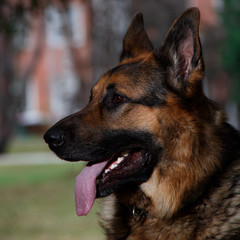 german shepherd dog