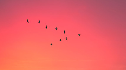 Migratory birds flying in the shape of v on the cloudy sunset sky. Sky and clouds with effect of pastel colored.