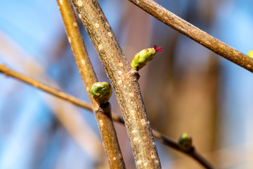 Macro shot of a female blossom of a hazelnut (Corylus avellana) in the sunshine