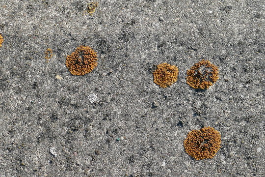 Gew&ouml;hnliche Gelbflechte, Xanthoria parietina