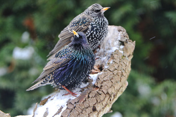 Star bei der Futtersuche