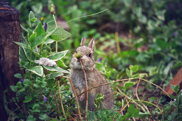 baby Bunny