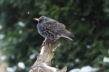 Star bei der Futtersuche