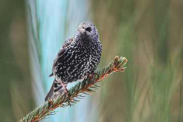 Star bei der Futtersuche