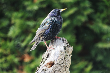 Star bei der Futtersuche