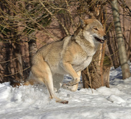 Fototapeta premium Portrait of Eurasian wolf (Canis lupus lupus) on snow in winter. Fun game