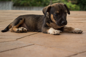 dog lying on the floor