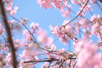 満開の河津桜