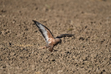 Steppe Buzzards (Buteo buteo vulpinus) 