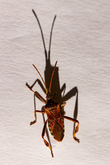Insect