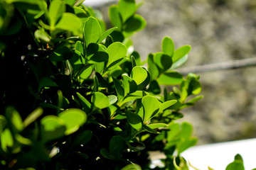 Fototapeta na wymiar bush leaves in the sun
