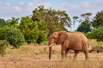 View of the African elephant savanna goes on safari in Kenya, with blurred trees and monkeys